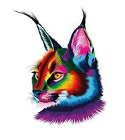 Caracal head portrait from multicolored paints. Splash of watercolor, colored drawing, realistic. Vector illustration of paints