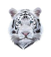 Head portrait of a white bengal tiger from multicolored paints. Splash of watercolor, colored drawing, realistic. Vector illustration of paints