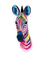 Zebra head portrait from multicolored paints. Splash of watercolor, colored drawing, realistic. Vector illustration of paints