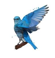 Mountain Bluebird from multicolored paints. Splash of watercolor, colored drawing, realistic. Vector illustration of paints