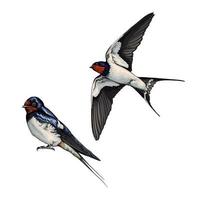 White backed swallow in flight from multicolored paints. Splash of watercolor, colored drawing, realistic. Vector illustration of paints