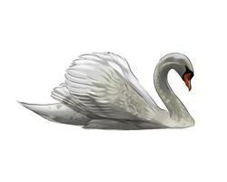 cisne blanco de pinturas multicolores. salpicadura de acuarela, dibujo coloreado, realista. ilustración vectorial de pinturas vector