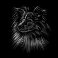 Sheltie head portrait on black background. Vector illustration of paints