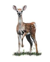 Sika deer from multicolored paints. Splash of watercolor, colored drawing, realistic. Vector illustration of paints