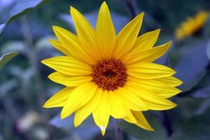primer plano de flor de sol hermoso natural