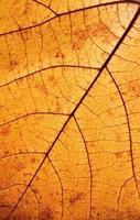 Autumn leaf texture close-up with veins photo