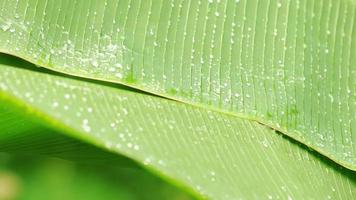 il pleut sur des feuilles de bananier vertes pendant la saison des pluies video