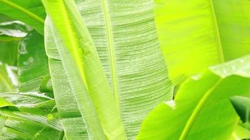 chovendo em folhas verdes de bananeira na estação das chuvas