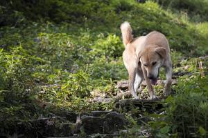 Stray dog in tropical landscape in Sarangkot Pokhara Nepal