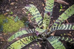 Beautiful green purple plant long leaves Perdana Botanical Gardens Malaysia photo