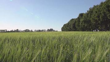 Dame geht mit Welpen im Freien. video