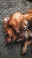 Pomeranian Mixed Dog 3 photo