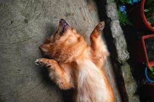 Pomeranian Mixed Dog 1 photo