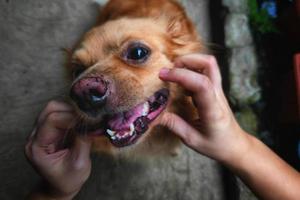 perro alegre feliz foto