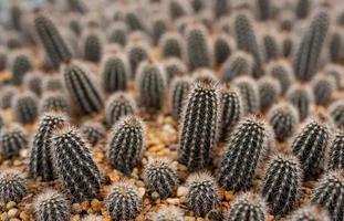 Cactus in plantation greenhouse photo