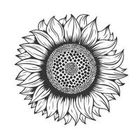 Sunflower line art design on white background.vector illustration.