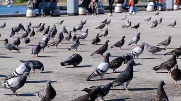 muitos pombos estão esperando por um pouco de comida na praça e há uma criança e sua mãe correndo em direção a eles no fundo desfocado em câmera lenta. video