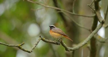 Le rougequeue commun ou phoenicurus phoenicurus oiseau sur l'arbre video