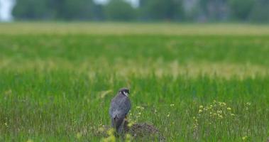 Hobbyvogel oder Falco Subbuteo Nahaufnahme im Gras sitzen 4k uhd video