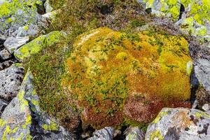 Stone rock texture with green yellow orange moss lichen Norway photo