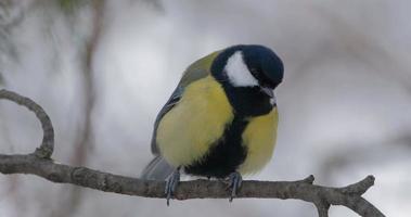 Great tit or Parus major on the tree video