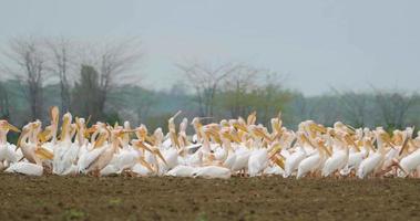 Many of Great white pelican or Pelecanus onocrotalus in the fields video