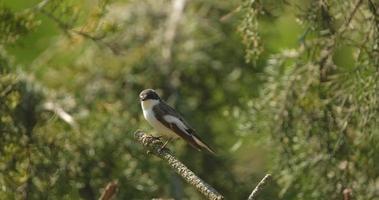 The collared flycatcher or Ficedula albicollis close up on the tree video