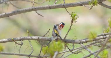 Carduelis or European goldfinch close up video