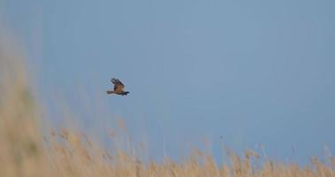 Circus aeruginosus or harrier bird fly in the fields 4k UHD video
