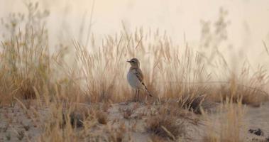 Close up of Northern wheatear bird or Oenanthe oenanthe in the bush video