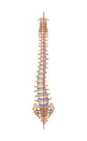 Human Spine Scoliosis Composition vector