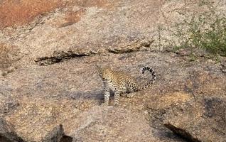 Panthera pardus leopardo de pie fuera de la cueva en las colinas de Aravali foto