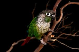 Conure de mejilla verde en la rama de un árbol foto