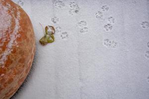 A large orange pumpkin is lying on the snow. Snow background. Frosty day. photo