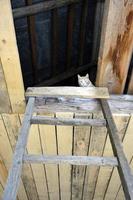 The ceiling is lined with boards. Construction of a residential building. A ginger cat walks up the stairs in an unfinished house. photo