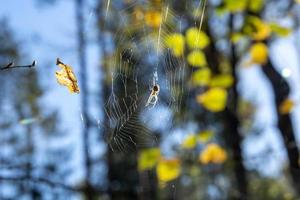 araña en una telaraña en otoño. telaraña sobre un fondo de follaje amarillo otoñal. foto