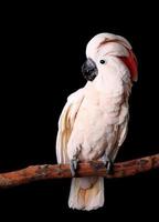 Beautiful Moluccan Cockatoo Sitting Peacefully on His Perch photo