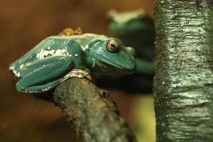 Curious Chinese Gliding Frog Sitting on a Tree Branch photo