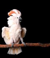 Cacatúa de las Molucas con las alas extendidas foto