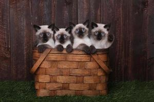 Adorable Siamese Kittens in A Basket photo