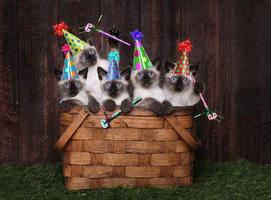 gatitos siameses celebrando un cumpleaños con sombreros foto