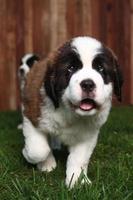 Adorable Saint Bernard Pups photo