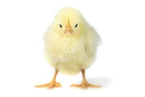 Adorable Baby Chick Chicken on White Background photo