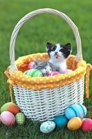 Adorable Kittens in a Holiday Easter Basket photo