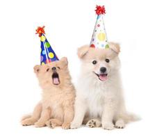 cachorros celebrando un cumpleaños cantando foto