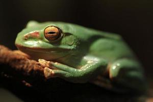 Closeup of A Chinese Gliding Frog With Eyes Closed photo
