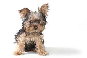 Teacup Yorkshire Terrier on White Background photo