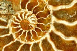 Beautiful Fossil Nautilus Close Up photo