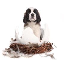 Young Saint Bernard Puppy on White Background photo