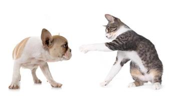 Cute Puppy Dog and Kitten on White photo